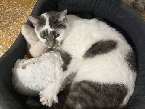 Chat LOSTE à l adoption 200 30126 Tavel