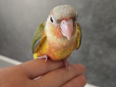 B&eacute;b&eacute; perroquet apprivois&eacute; 160 62160 Grenay