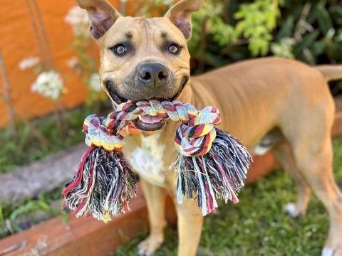 Omy, m&acirc;le crois&eacute; berger, n&eacute; le 31/01/2024🐶 380 22000 Saint-brieuc