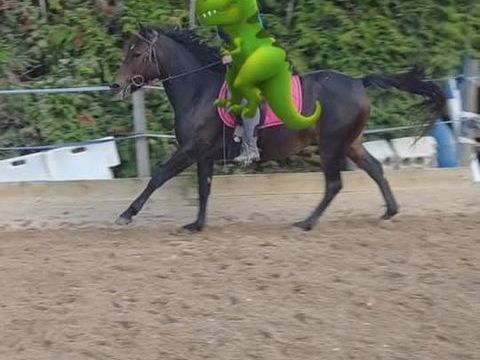 jument de 13 ans ou a echanger contre un cheval 1000 86210 Vouneuil-sur-vienne