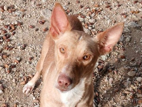 TINO 320 27620 Gasny