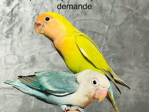 Très Beaux Inséparables EAM TRÈS BIEN APPRIVOISÉES Bagués 25 100 94450 Limeil-brvannes