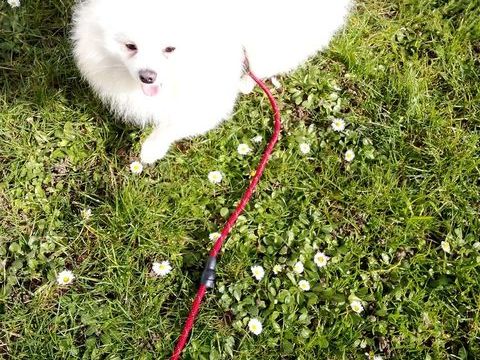 Spitz 1300 77000 Melun