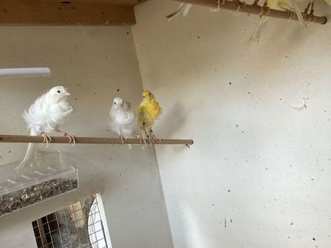 canari  mâle 
30 16260 Chasseneuil-sur-bonnieure