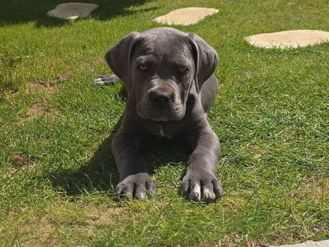 Chiots Cane Corso 350 29190 Pleyben