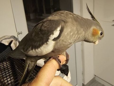 Calopsitte EAM 100 44230 Saint-sbastien-sur-loire