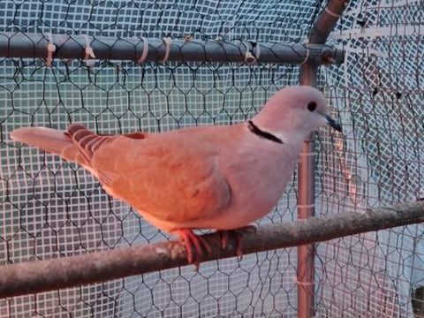 Tourterelle 25 71190 Mesvres