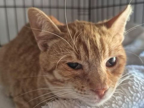 BONIATO 230 27620 Gasny