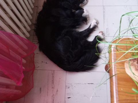 Le royaume des animaux parisiens 9 93800 pinay-sur-seine