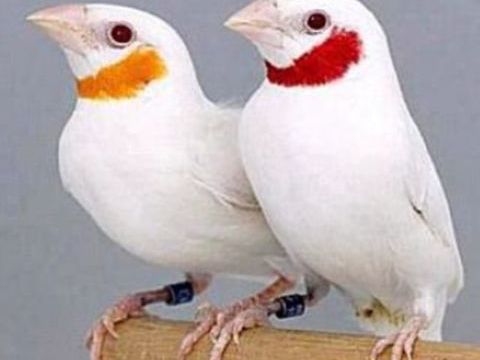 Cou coup&eacute; blanc  couple 0 74380 Nangy