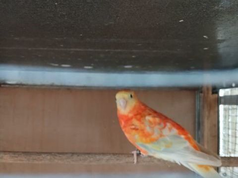 Croupion 45 79400 Azay-le-brl