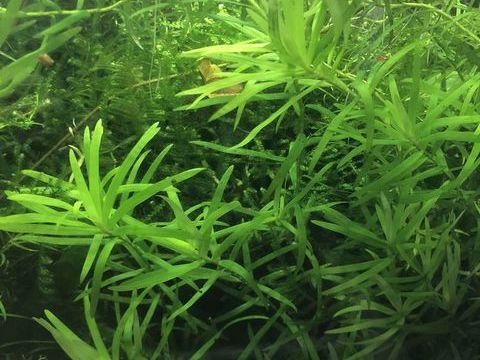 plantes d aquariums et autres 1 57360 Amn�ville