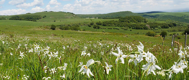 Agence LAFORET LAGUIOLE Laguiole