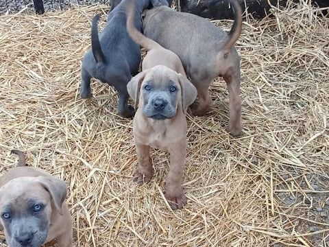  9 b&eacute;b&eacute;s cane corso il y a 5 males et 4 femelles 700 59244 Grand-fayt