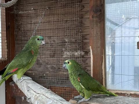 amazone &agrave;  front bleu 1800 31380 Montastruc-la-conseill�re