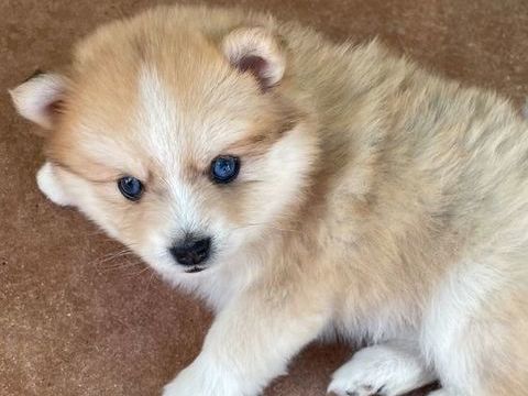 Chiots POMSKY 2000 69210 L'arbresle