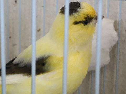 Canaris 20 34500 B�ziers