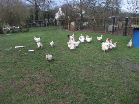 Oeufs f&eacute;cond&eacute;s de Sussex Blanche Hermin&eacute;e &agrave; pattes blanches 9 44590 Derval