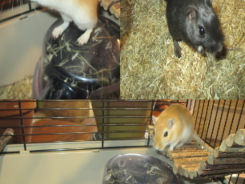 2 jeunes Gerbilles &agrave; adopter ensemble 0 18200 Saint-amand-montrond