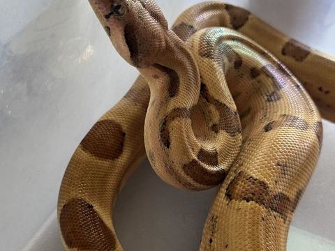 femelle boa hypo de 1 an et demi 120 13010 Marseille