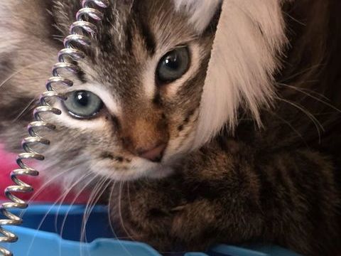  chatons loof sib&eacute;riens 1400 18260 Jars