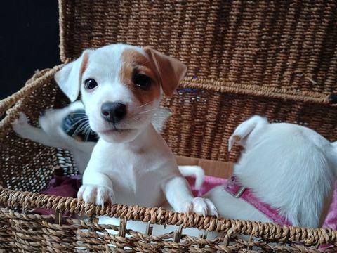 Magnifiques chiots jack russell de petite taille à adopter 900 49160 Saint-philbert-du-peuple