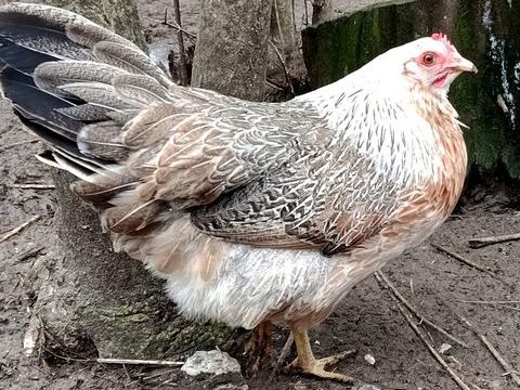 Poule Phoenix GR 38 34750 Villeneuve-l�s-maguelone