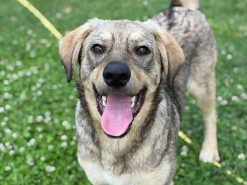 GIZMO crois&eacute; de 11 mois 300 59300 Aulnoy-lez-valenciennes