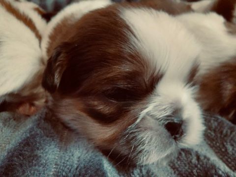 Adorables chiots Shih Tzu 950 94800 Villejuif