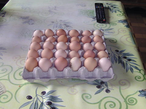 oeufs de poules 0 80170 Vrély