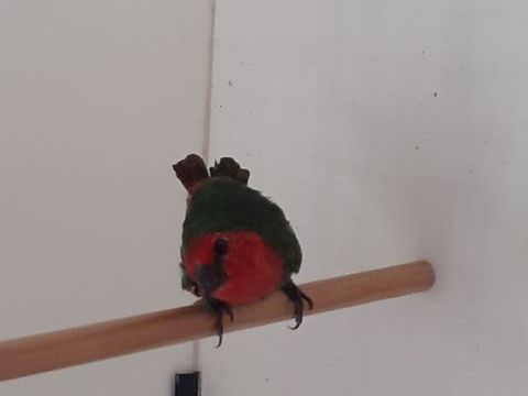 Couple Pape de Nouméa. 80 59148 Flines-lez-raches