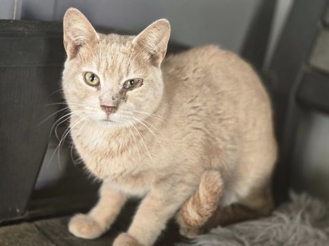 URBAN 210 27140 Gisors