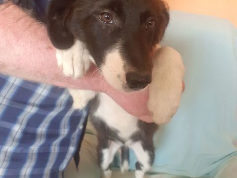 Animaux 400 42720 Briennon
