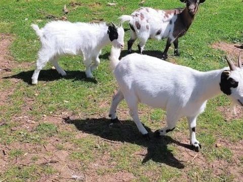 Boucs castr&eacute; 50 79120 Mess�