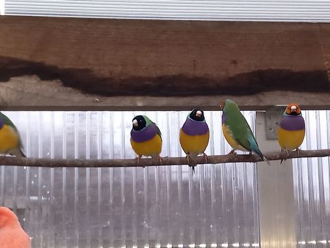 m&acirc;les gould  20 56400 Brech