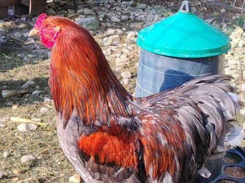 Coqs Brahma 25 17430 Bords