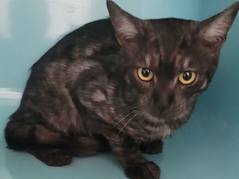 BANZAI, chat couleur smoke, 2 ans 120 34500 Béziers