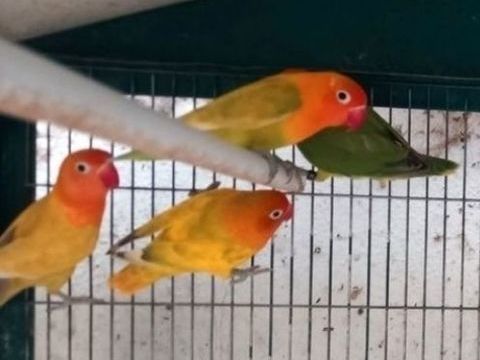 Inséparables 35 87400 Eybouleuf