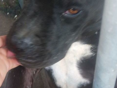 Croisé labrador 0 76440 Forges-les-eaux