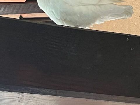 Une belle Colombe blanche tres familiere 0 06810 Auribeau-sur-siagne