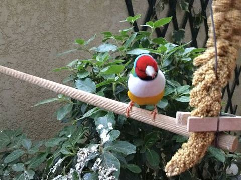 Diamant de Gould 50 30210 Remoulins