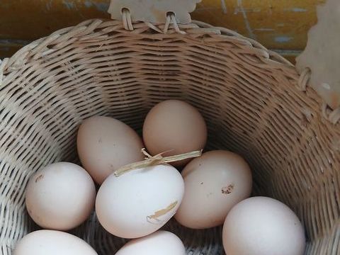 ?ufs de poules plein air 2 31230 L'isle-en-dodon