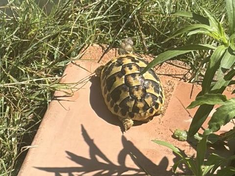 Tortue terre de 2025 50 13600 La ciotat