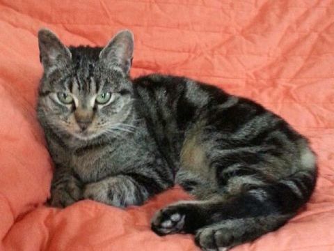 Chat adulte CINDY 190 67360 Oberdorf-spachbach