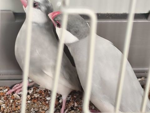 Couple de paddas de Java 50 49250 Brion