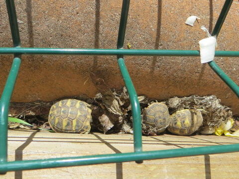 b&eacute;b&eacute;s tortues hermans 30 34830 Jacou