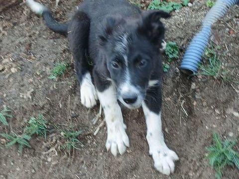 2 chiots  m&acirc;les border collie crois&eacute; 0 43530 Tiranges