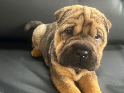 Chiot sharpei 500 85220 Co�x