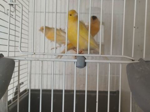 Canaris 25 47200 Fourques-sur-garonne