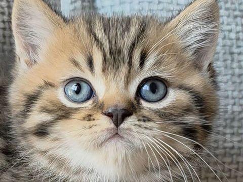 BRITISH SHORTHAIR FEMELLES 1500 04200 Sisteron